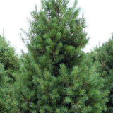 Pin Strob (Pinus Strobus), cu ace moi verzi