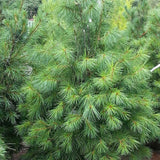 Pin Strob (Pinus Strobus), cu ace moi verzi