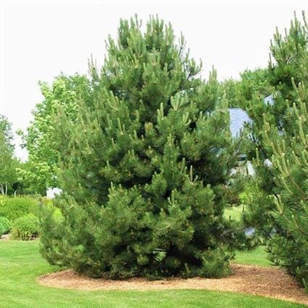 Pin Strob (Pinus Strobus), cu ace moi verzi