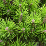 Pinus densiflora umbraculifera, cu coroana de umbrela