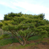 Pinus densiflora umbraculifera, cu coroana de umbrela
