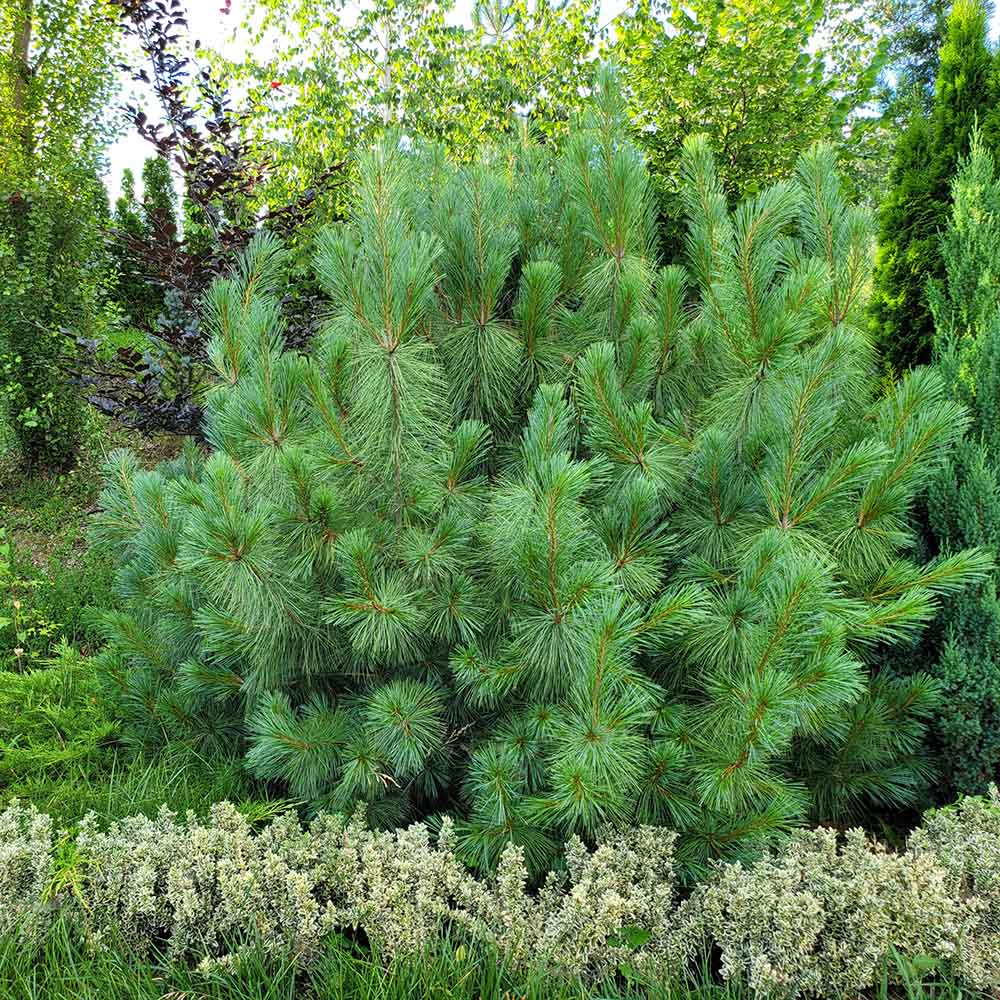 Pin de Himalaya (Pinus Wallichiana), cu ace moi verzi si lungi