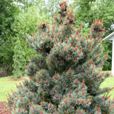 Pin Alb Pitic Japonez (Pinus Parvifolia) Bergman, conuri mici rosii, ace albastre-verzi, cu ace rasucite albastru-verzui