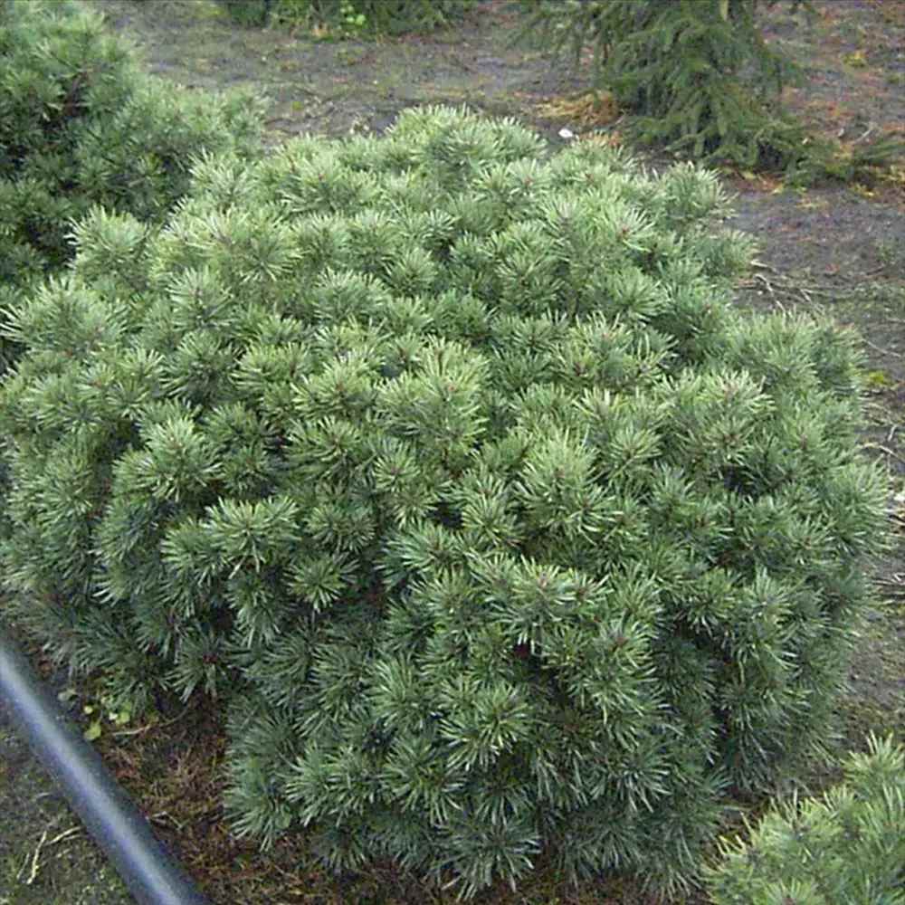 Pin Scotian Pitic Martham (Pinus Sylvestris),  frunzis albastru-verzui, ideal pentru gradini mici si rocarii