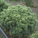Pin Scotian Pitic Martham (Pinus Sylvestris),  frunzis albastru-verzui, ideal pentru gradini mici si rocarii