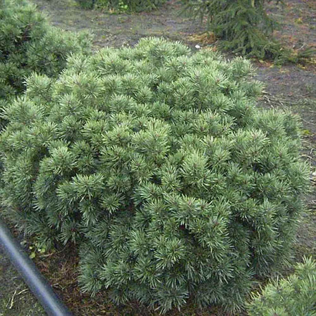 Pin Scotian Pitic Martham (Pinus Sylvestris),  frunzis albastru-verzui, ideal pentru gradini mici si rocarii