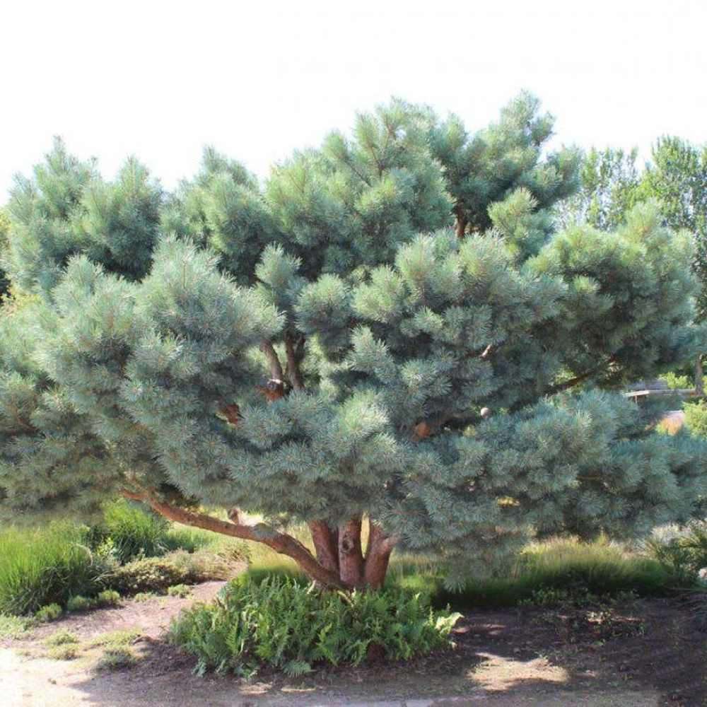 Pin Scotian Pitic Martham (Pinus Sylvestris),  frunzis albastru-verzui, ideal pentru gradini mici si rocarii