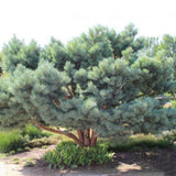 Pin Scotian Pitic Martham (Pinus Sylvestris),  frunzis albastru-verzui, ideal pentru gradini mici si rocarii