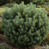 Pin Pitic Scotian Watereri Tip Tufa (Pinus Sylvestris), cu ace verzi-albastrui si forma sferica