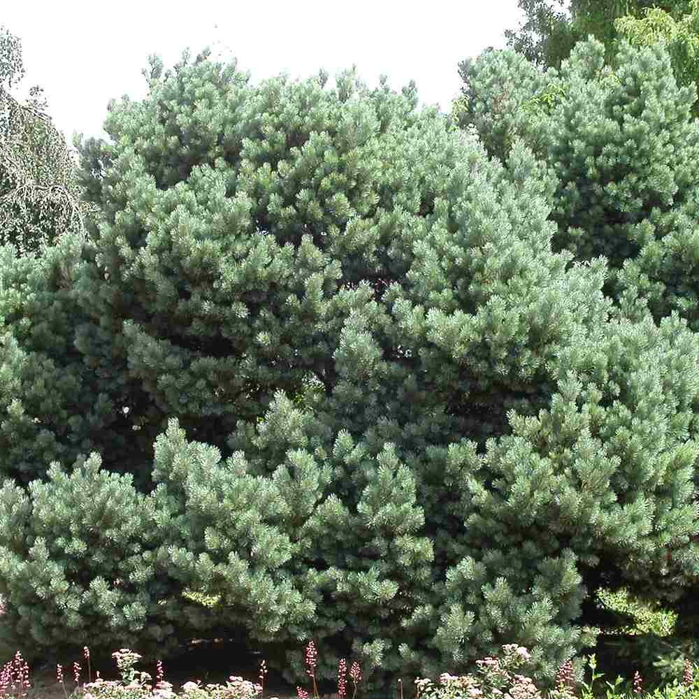 Pin Pitic Scotian Watereri Tip Tufa (Pinus Sylvestris), cu ace verzi-albastrui si forma sferica