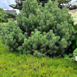 Pin Pitic Scotian Watereri Tip Tufa (Pinus Sylvestris), cu ace verzi-albastrui si forma sferica