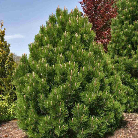 Pin Pitic Balcanic Leucodermis Malinki, conifer pitic compact, vesnic verde, rezistent frig