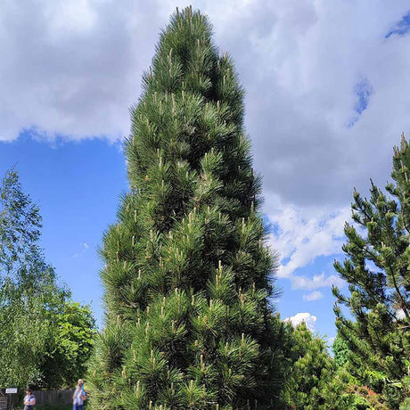 Pin Negru Pyramidalis, in cu forma piramidala, crestere rapida si frunzis verde intens, ideal pentru gard viu sau solitar
