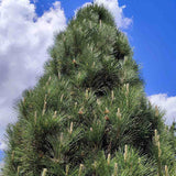 Pin Negru Pyramidalis, in cu forma piramidala, crestere rapida si frunzis verde intens, ideal pentru gard viu sau solitar