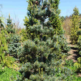 Pin Japonez Alb (Pinus parviflora ) Tempelhof, ace argintii-albastre, vesnic verde, compact