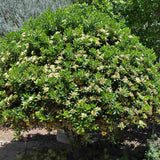 Pittosporum japonez tobira, cu flori albe-galben foarte parfumat