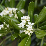 Pittosporum japonez tobira, cu flori albe-galben foarte parfumat