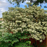 Pittosporum japonez tobira, cu flori albe-galben foarte parfumat