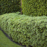Pittosporum japonez tobira, cu flori albe-galben foarte parfumat
