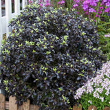Pittosporum Tom Thumb, cu frunzis purpuriu-inchis