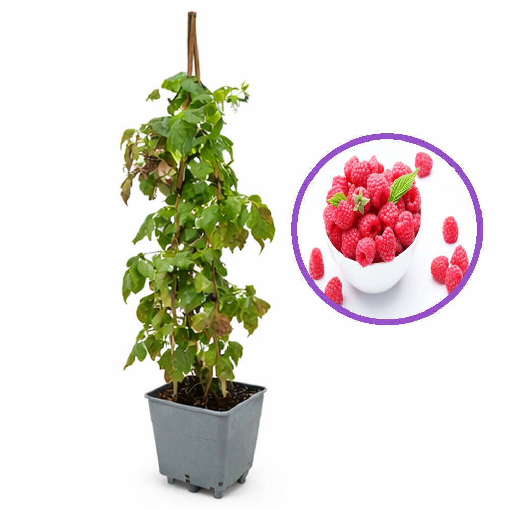 Málna, bőtermő, remontáns Angel (Rubus idaeus), nagy piros gyümölcsökkel, kettős terméssel, erőteljes bokor kertbe, 3. évtől termő, a szezon végére 160–180 cm magas