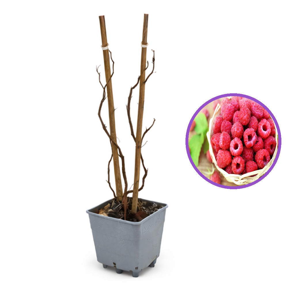 Málna, bőtermő, remontáns Amal (Rubus idaeus), nagy piros gyümölcsökkel, bőséges terméssel, 3. évtől termő, a szezon végére 160–180 cm magas