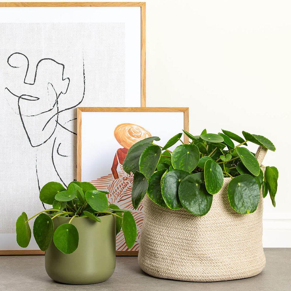 Planta Banilor (Pilea Peperomioides) - 25 cm