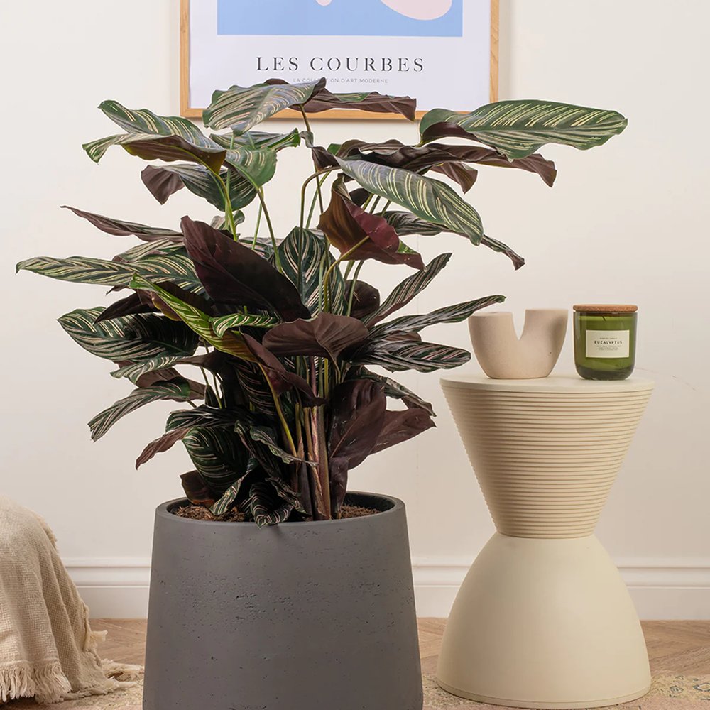 Planta Care Se Roaga (Calathea Ornata) - 45 cm