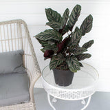 Planta Care Se Roaga (Calathea Ornata) - 50-60 cm