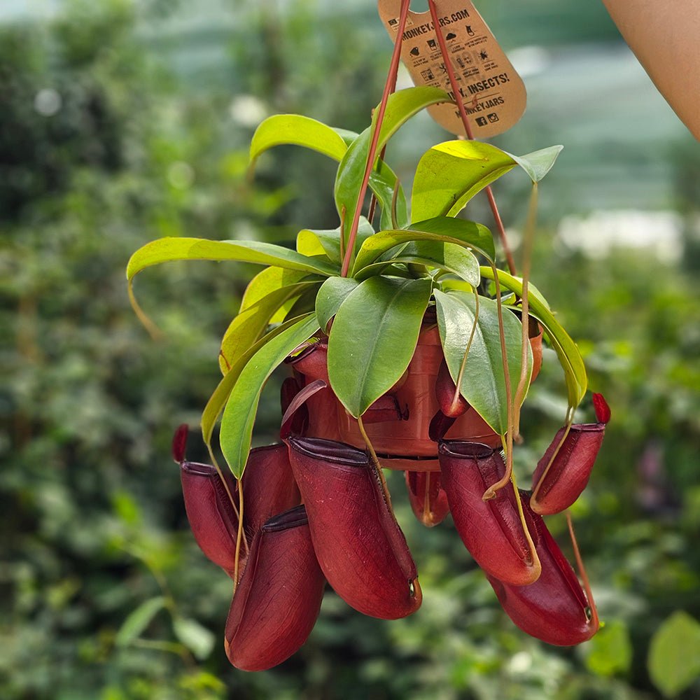 Planta Carnivora (Nepenthes) Alata Monkey Jars- 40 cm