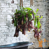 Planta Carnivora (Nepenthes) Alata Monkey Jars- 40 cm