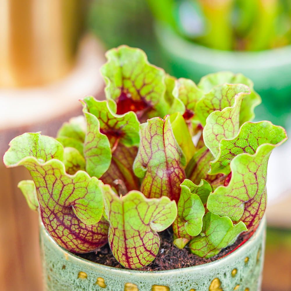 Planta Carnivora, Planta Ulcior (Sarracenia Purpurea Venosa Verde) - 25 cm