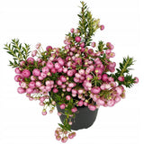 Planta cu Fructe Decorative Roz (Gaultheria mucronata Pink)
