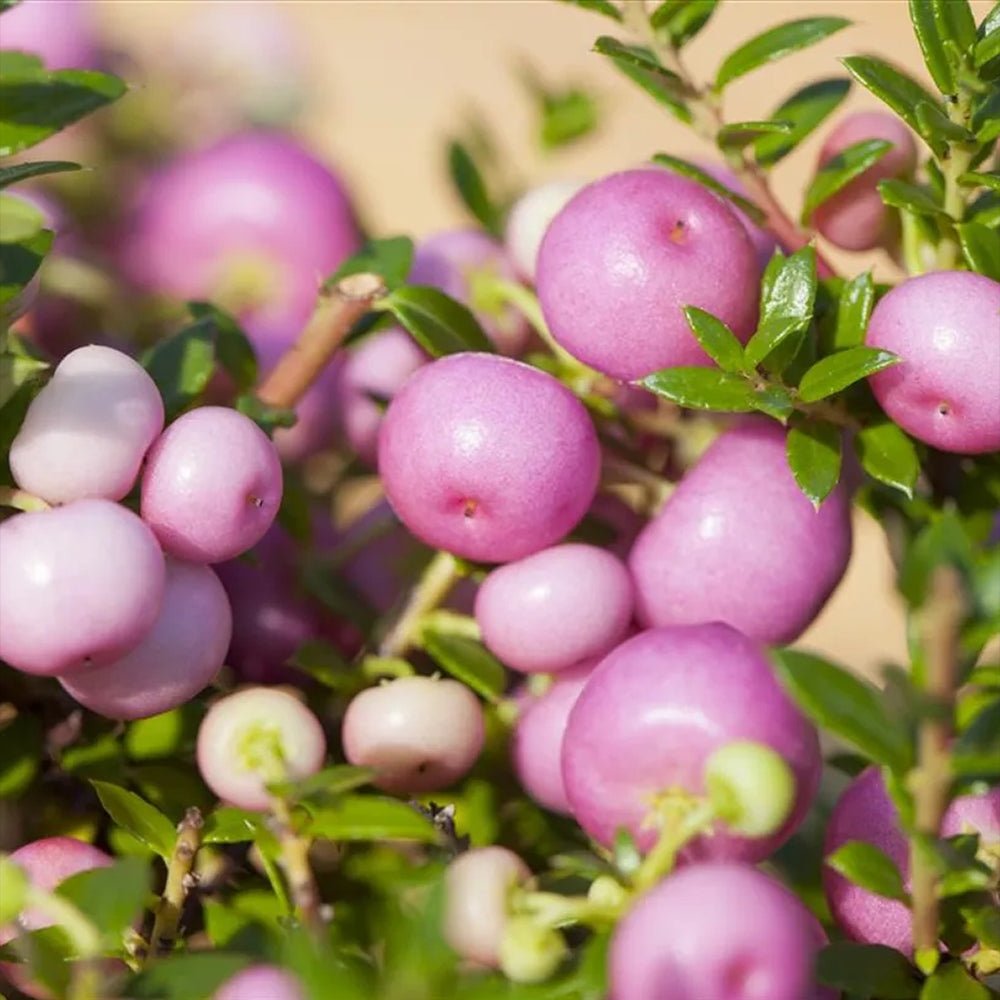 Planta cu Fructe Decorative Roz (Gaultheria mucronata Pink)