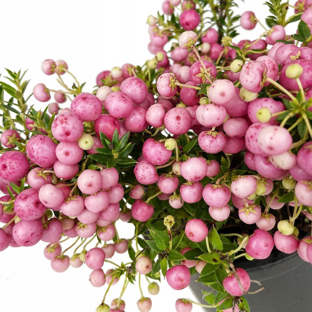 Planta cu Fructe Decorative Roz (Gaultheria mucronata Pink)
