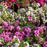Planta cu Fructe Decorative Roz (Gaultheria mucronata Pink)