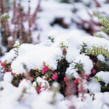 Planta cu Fructe Decorative Roz (Gaultheria mucronata Pink)