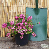 Planta cu Fructe Decorative Roz (Gaultheria mucronata Pink)