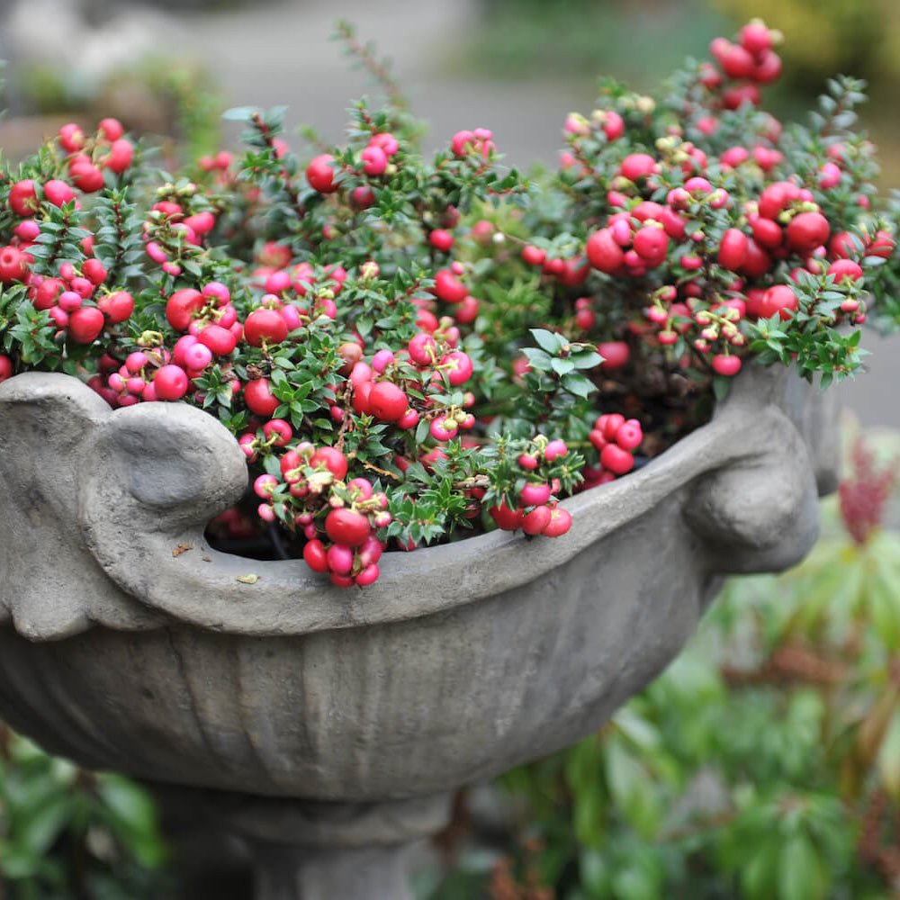 Planta cu Fructe Decorative Roz (Gaultheria mucronata Pink)