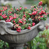 Planta cu Fructe Decorative Roz (Gaultheria mucronata Pink)