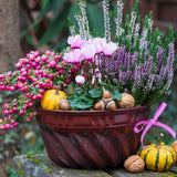 Planta cu Fructe Decorative Roz (Gaultheria mucronata Pink)