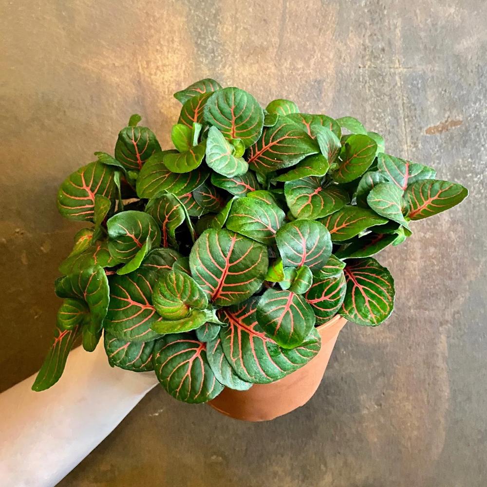 Planta cu Piele de Sarpe Fittonia Bubble Red, frunze verzi cu vene rosii