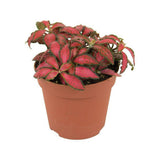 Planta cu Piele de Sarpe Fittonia Forest Flame