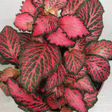 Planta cu Piele de Sarpe Fittonia Forest Flame