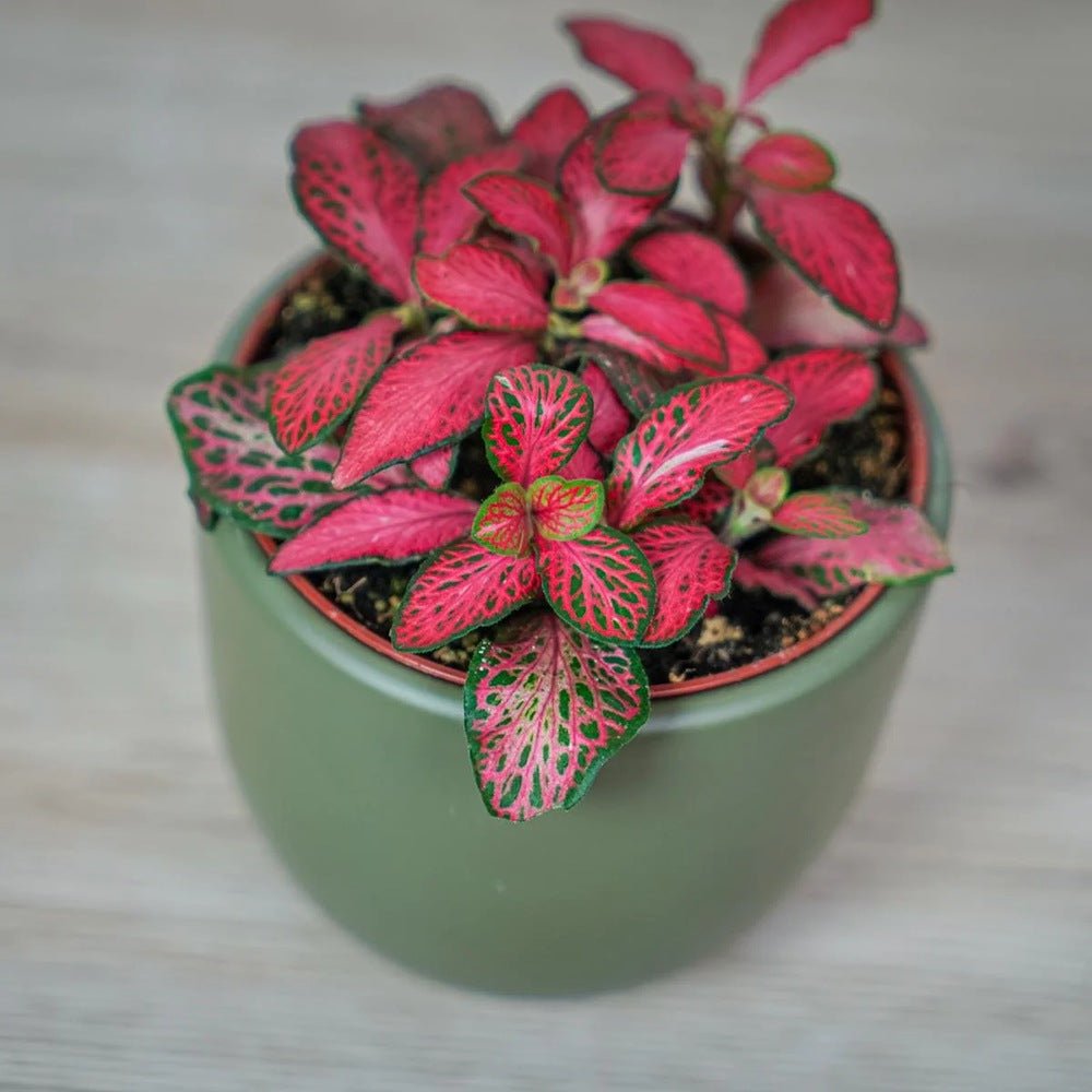 Planta cu Piele de Sarpe Fittonia Forest Flame