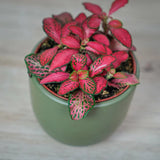 Planta cu Piele de Sarpe Fittonia Forest Flame