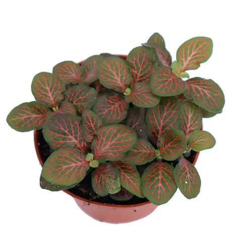 Planta cu Piele de Sarpe Fittonia Joly Josan, frunze emerald si vene rosii