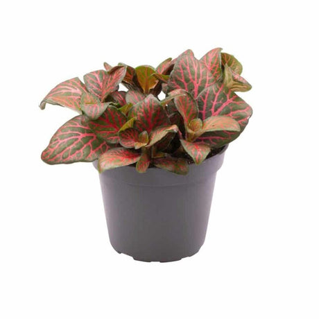 Planta cu Piele de Sarpe Fittonia Joly Josan, frunze emerald si vene rosii