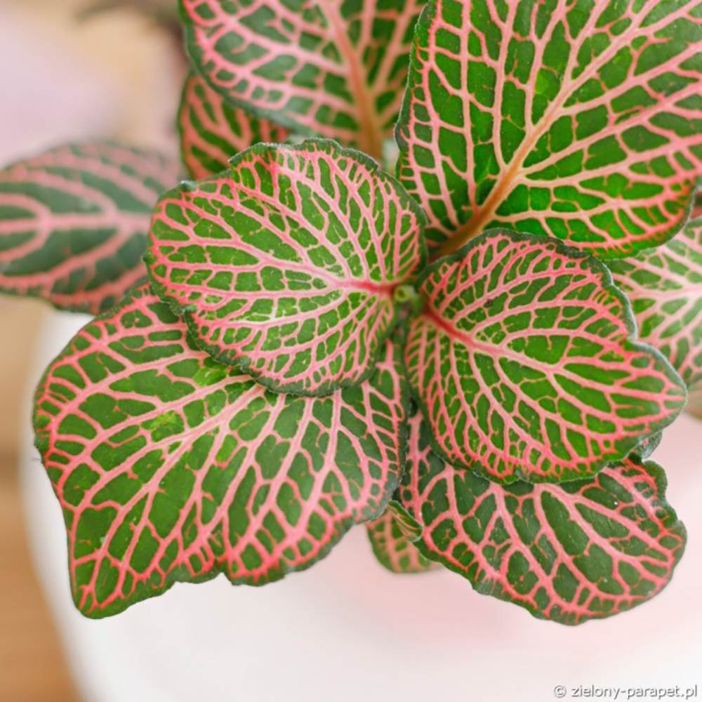 Planta cu Piele de Sarpe Fittonia Mistral, frunze verzi cu nervuri roz