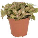 Planta cu Piele de Sarpe Fittonia Mistral, frunze verzi cu nervuri roz